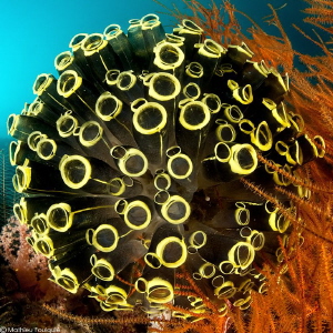 trying to square the circle with this ascidians choir by Mathieu Foulquié 